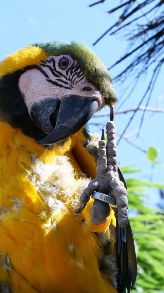 Erlebe geschützte Vogelarten im Vogelpark Heiligenkirchen